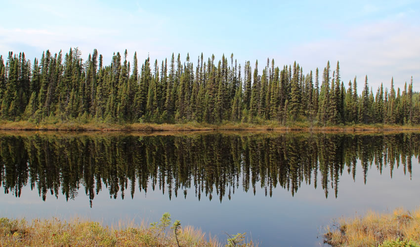Gouverbance IRN forêts froides
