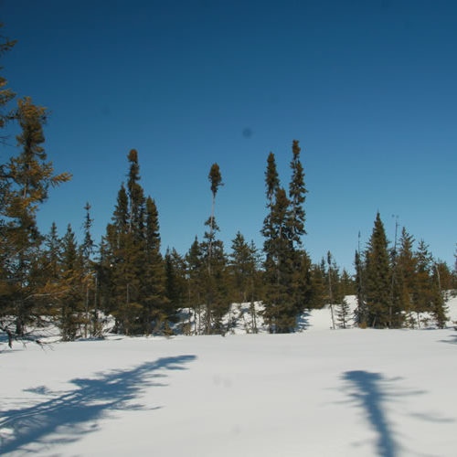 publications 2016 IRN Forêts froides