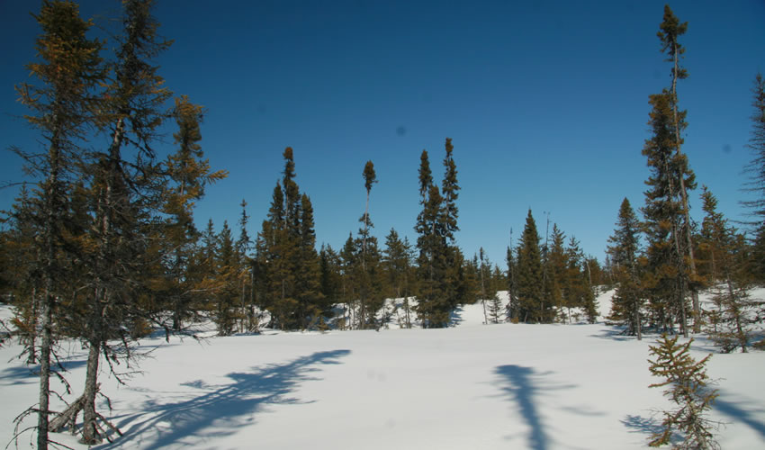 publications 2016 IRN Forêts froides