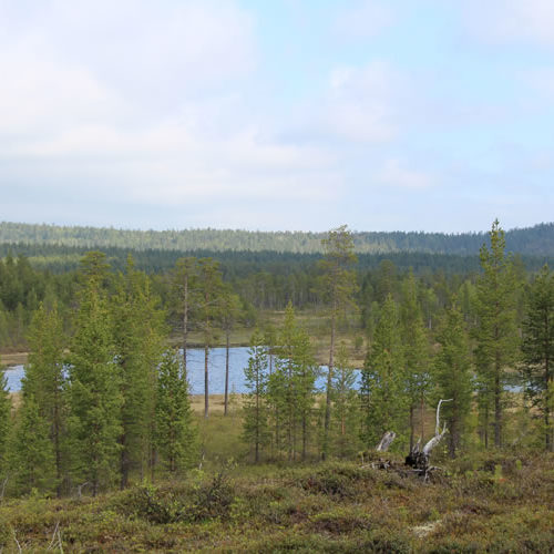 publications 2017 IRN Forêts froides