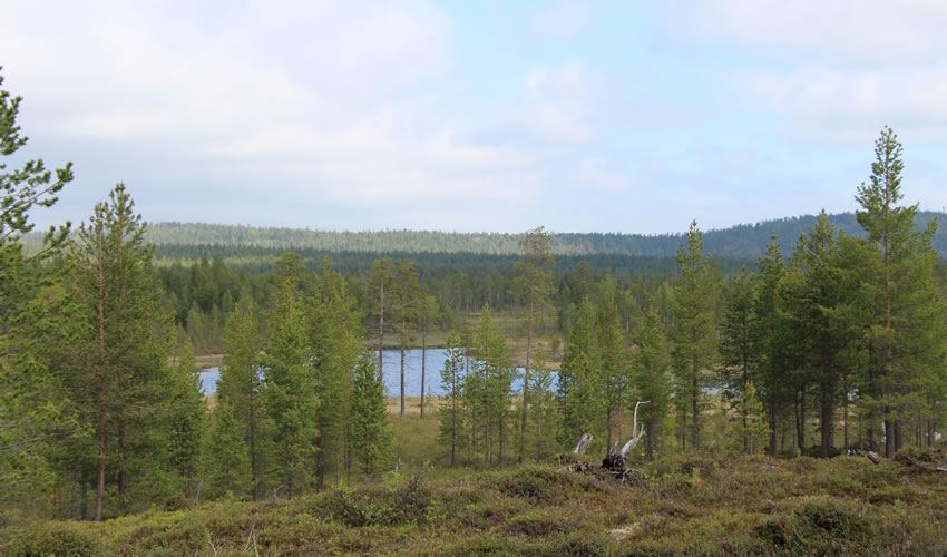 publications 2017 IRN Forêts froides