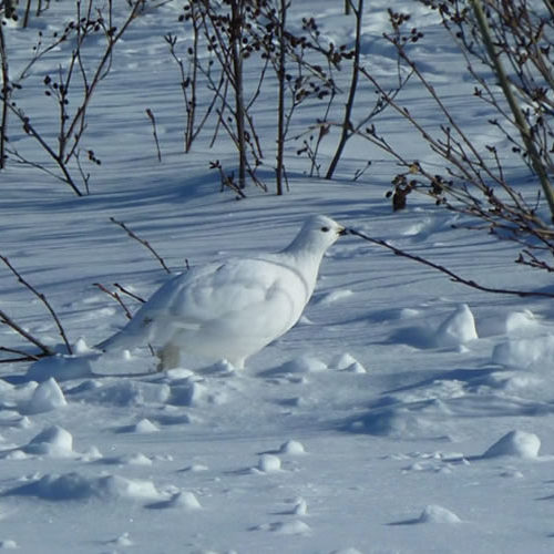 publications 2017 IRN Forêts froides
