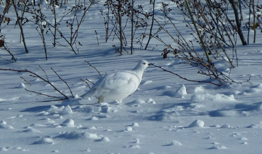 publications 2017 IRN Forêts froides