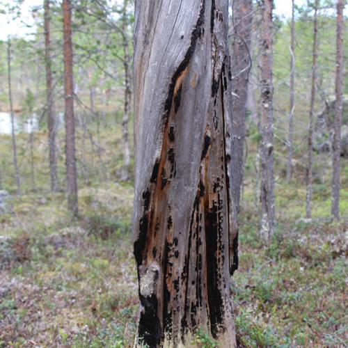 climat et risques de feux de forêts