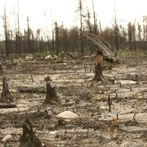 recherche perturbations forêts froides