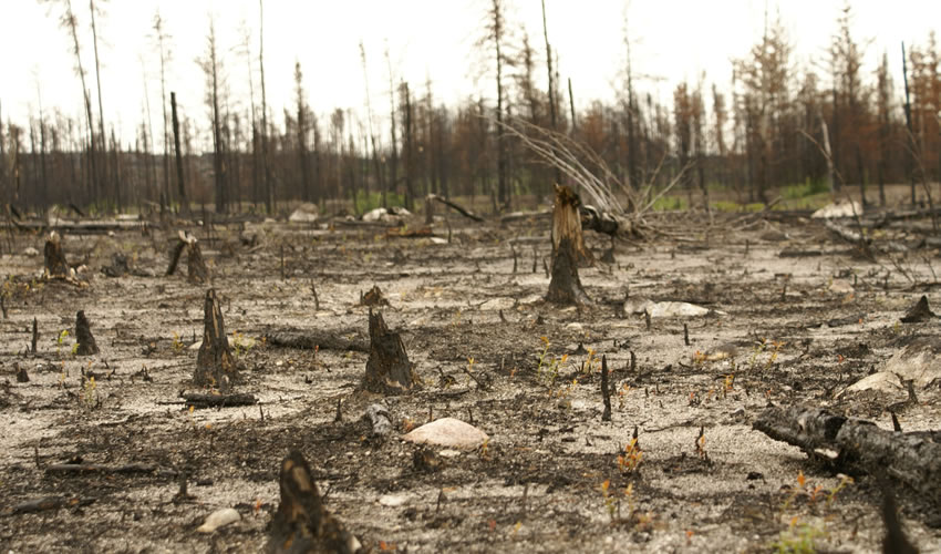 recherche perturbations forêts froides