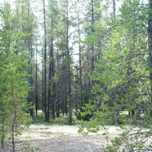 recherches sur les Dynamiques forestières