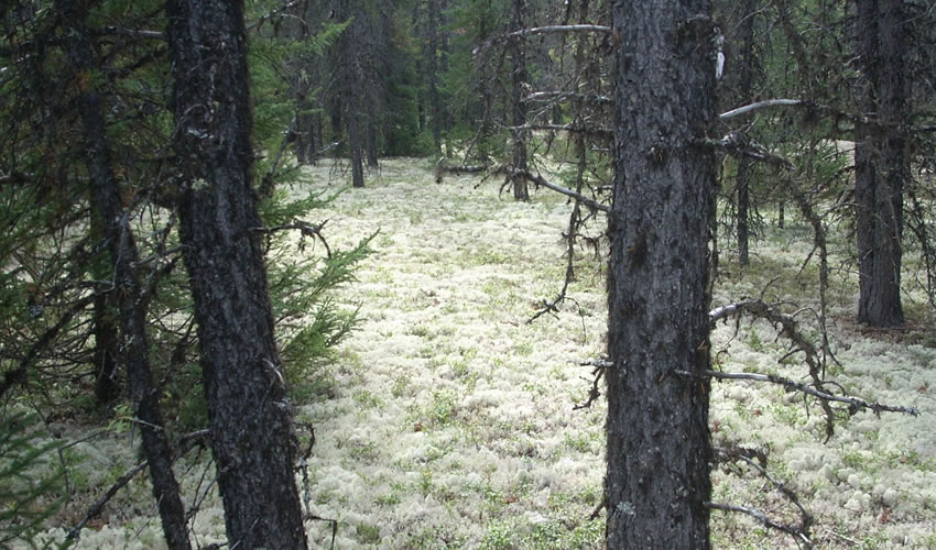 publications forêts froides 2020