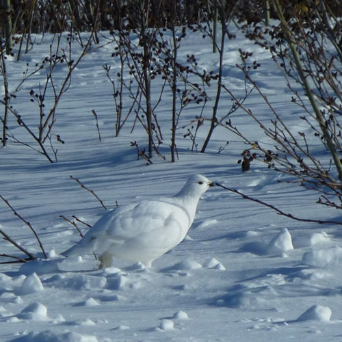 recrutements forets froides