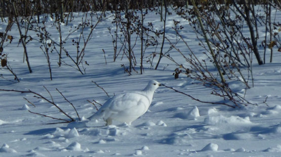 recrutements forets froides