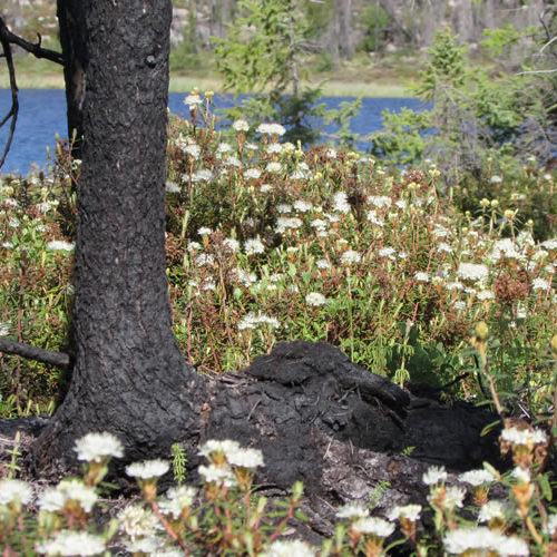 colloque paleo palynologie acfas