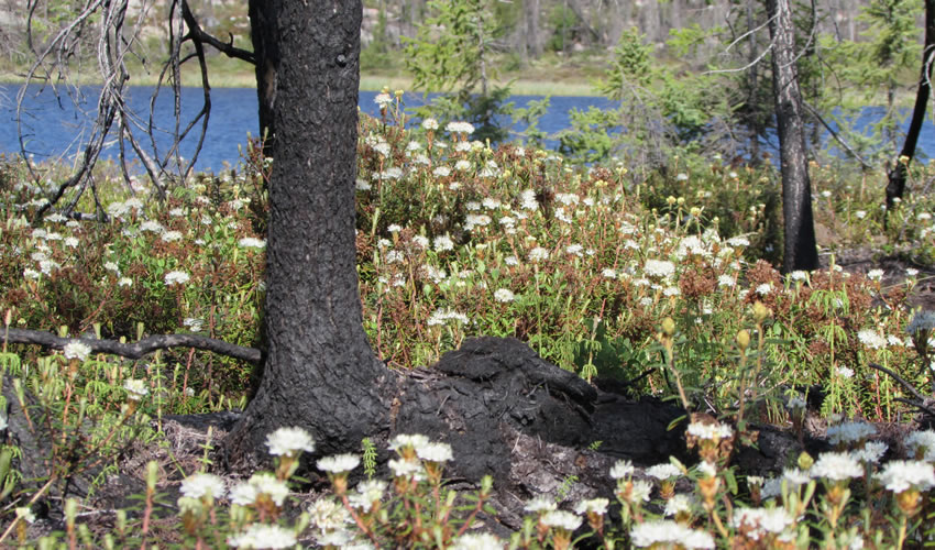 colloque paleo palynologie acfas