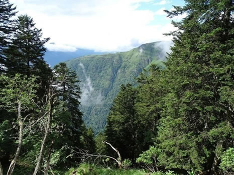 journées d'études bois forêt