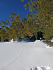 Forêt au Parc de Mauricie