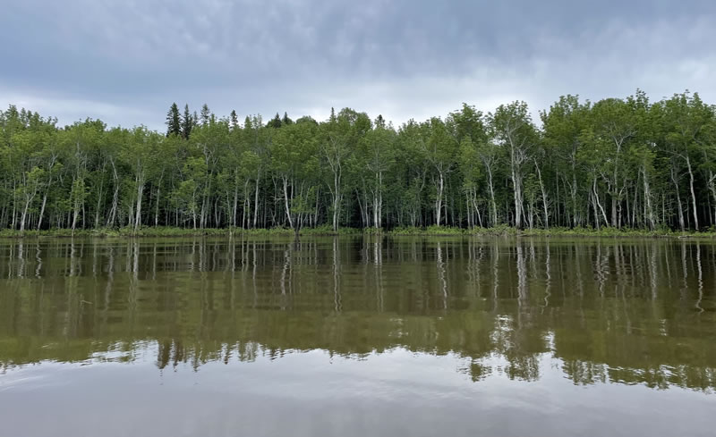 Frênaie noire inondée