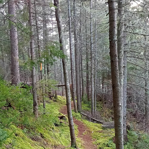 recontres forêts froides à Besancon