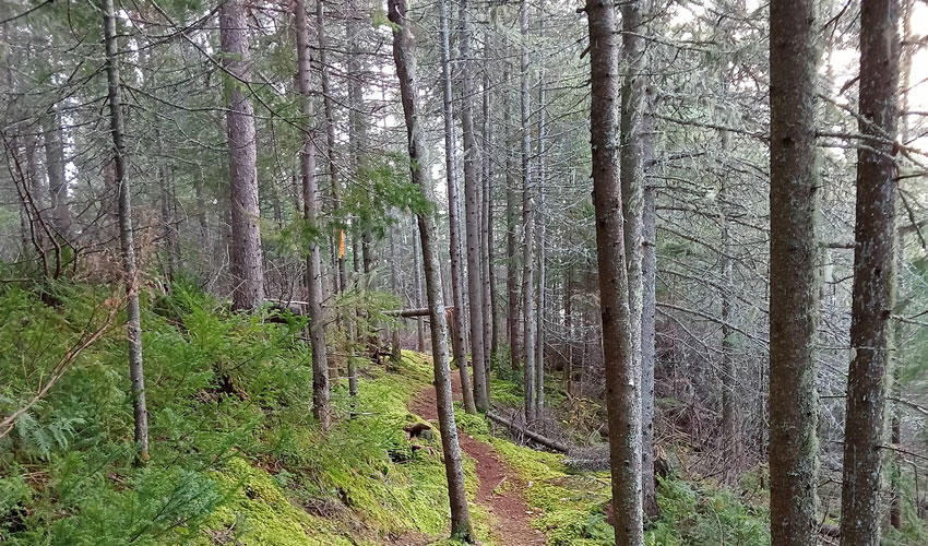 recontres forêts froides à Besancon