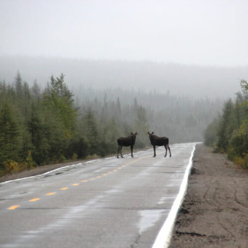 publications forêts froides 2023