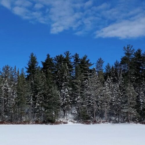 Pinède sur le lac Sparling au parc national d’Opémican