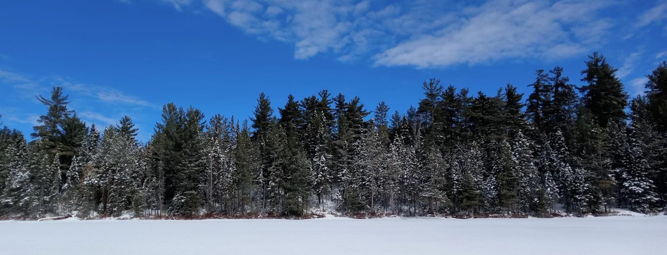 Pinède sur le lac Sparling au parc national d’Opémican