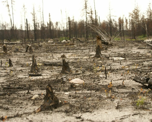 paléo écologie paléo-feux