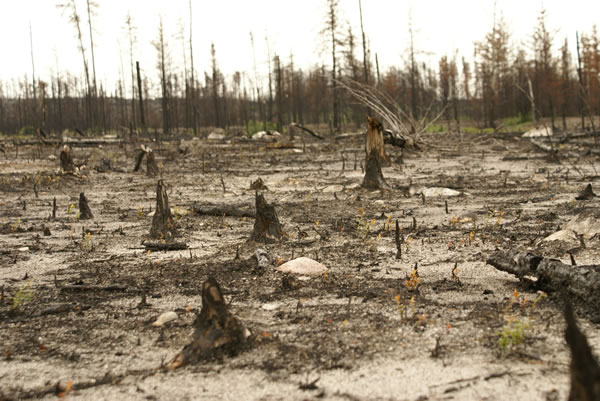 paléo écologie paléo-feux