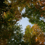 Rencontre IRP forêts froides