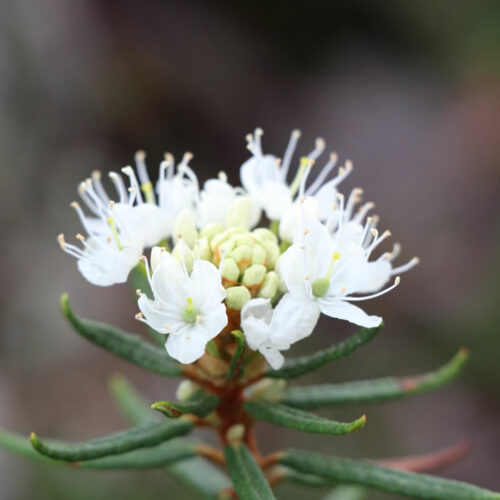 Summer schools graduate