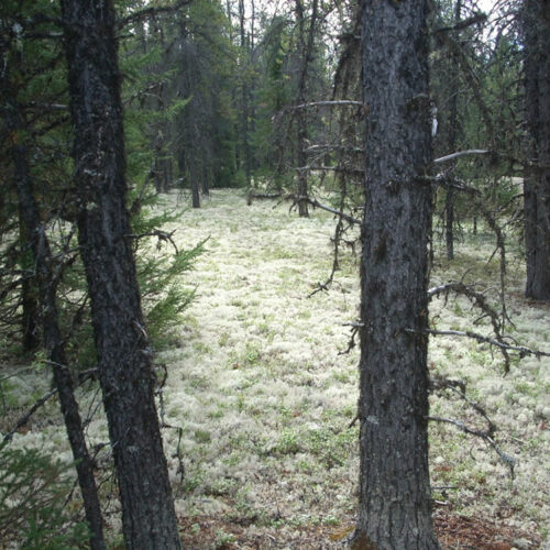 articles de presse forêts froides