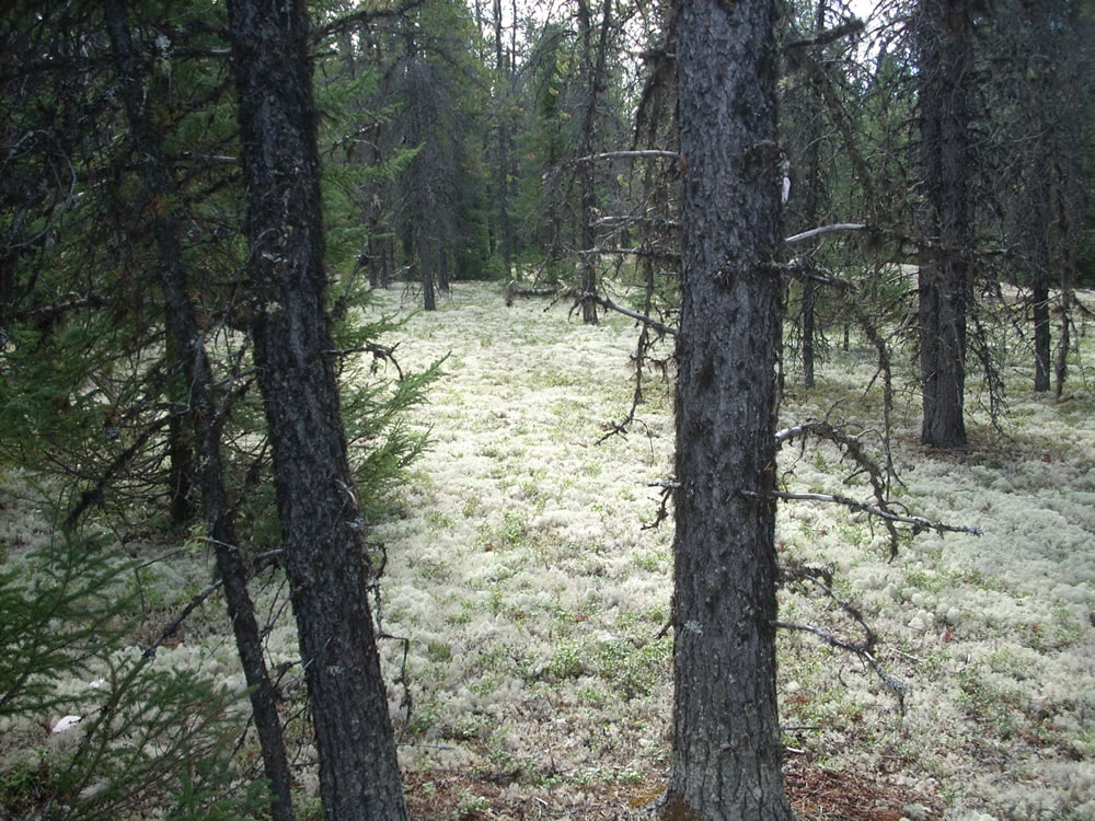 articles de presse forêts froides