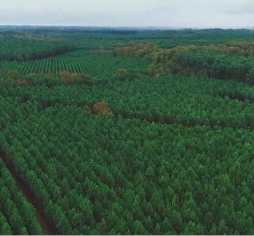 étude mégafeux des Landes