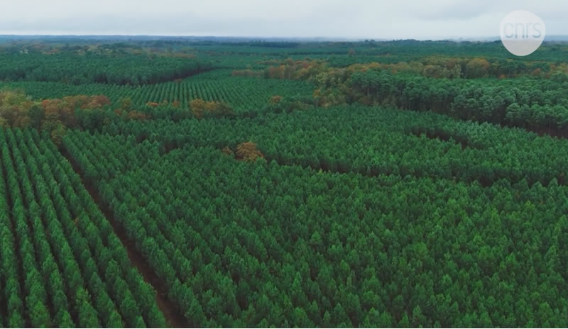 étude mégafeux des Landes
