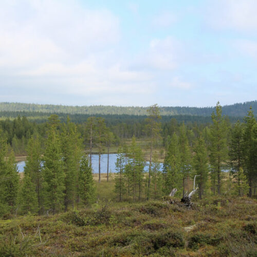 forêts froides Lapland 2017