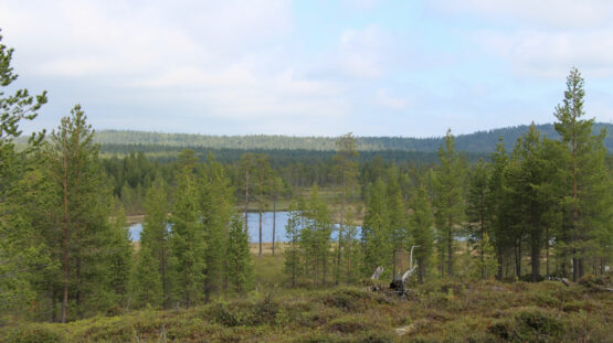forêts froides Lapland 2017