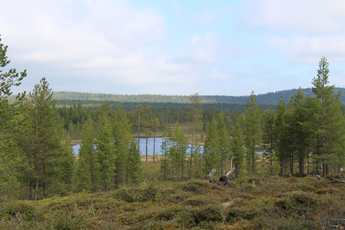 forêts froides Lapland 2017