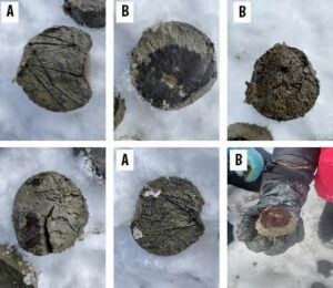 macrorestes végétaux